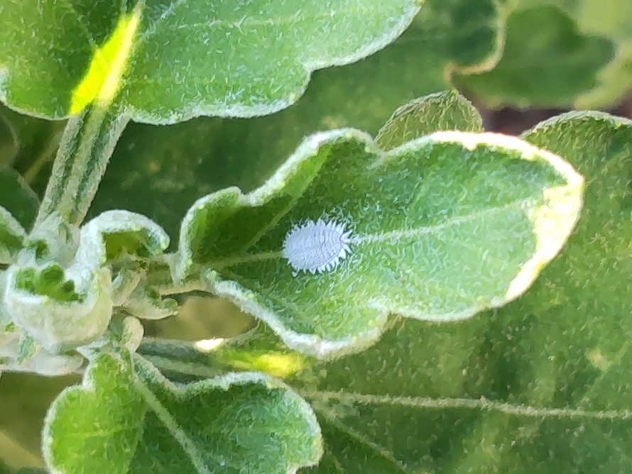 カイガラムシのなかま