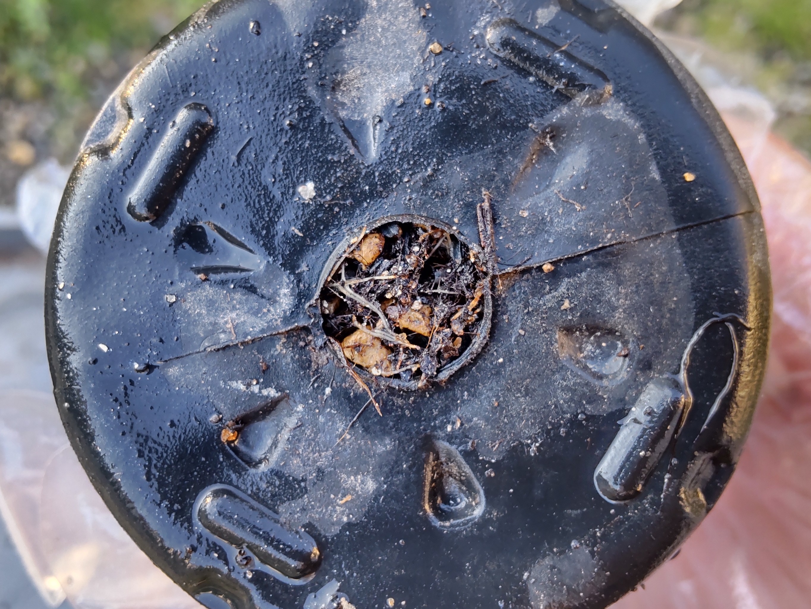 ポット苗の底の穴から見える根