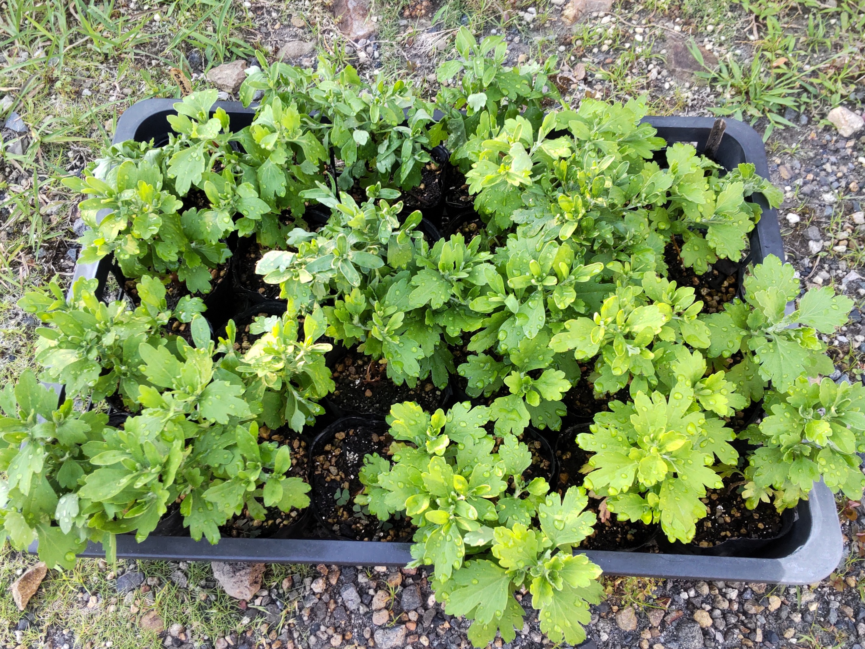 小鉢上げする日のポット苗