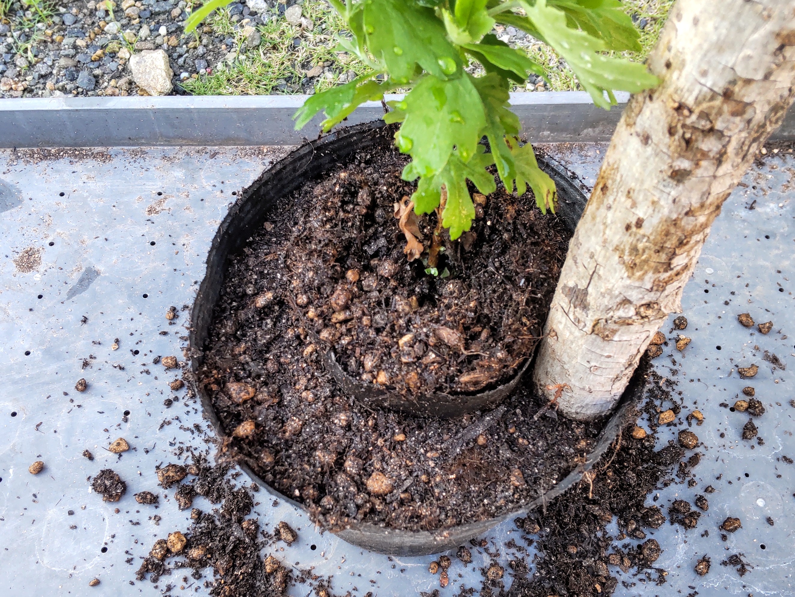 ポットと小鉢の間の土を突き固めている様子