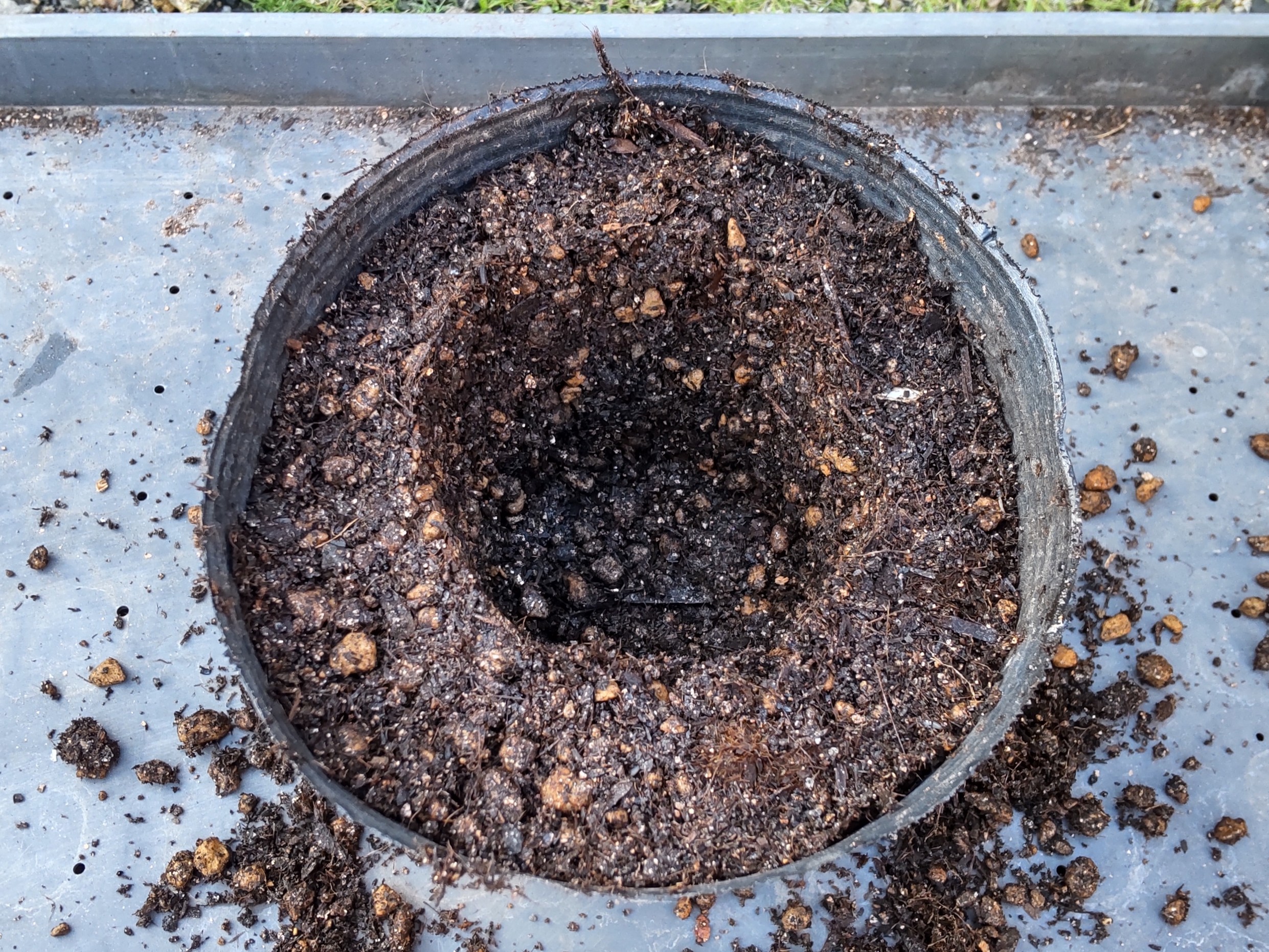 小鉢の土からポットを抜いた状態