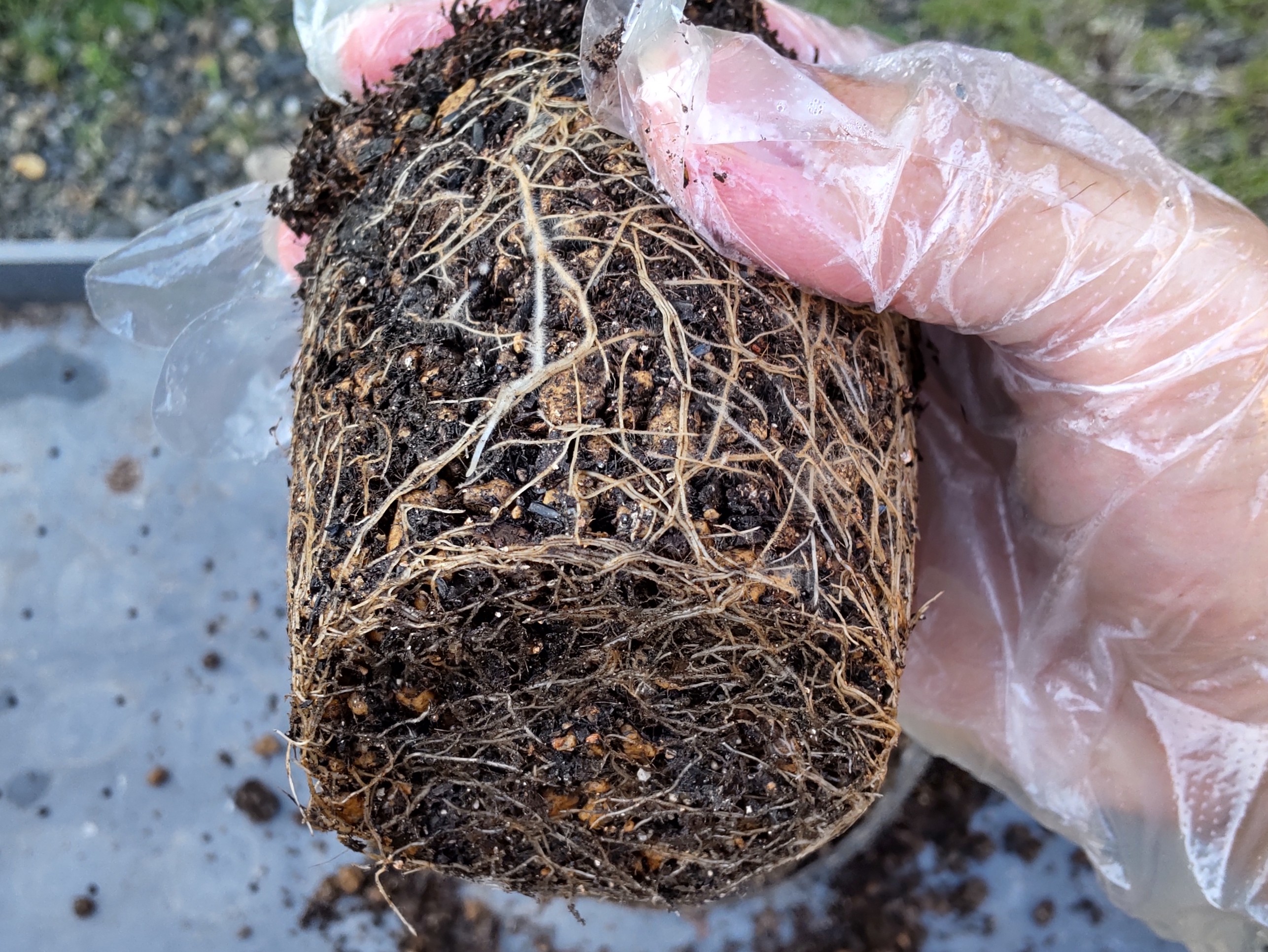 抜いたポット苗の根鉢