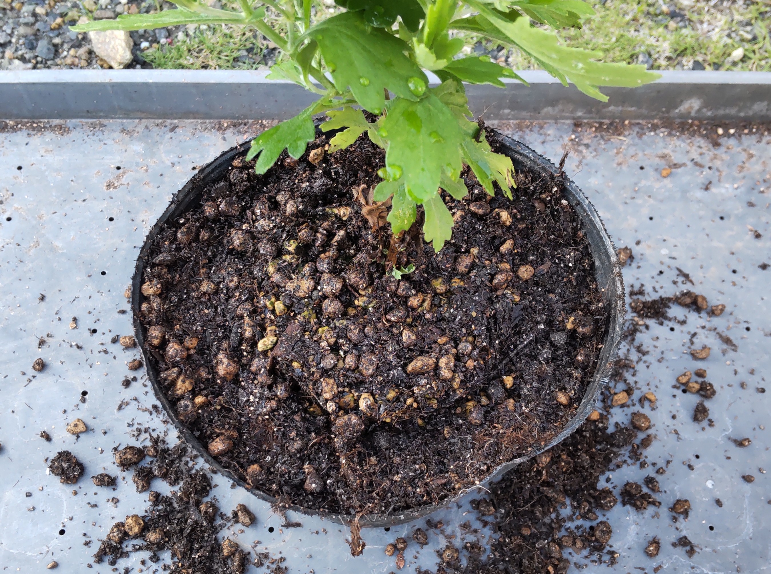 苗を小鉢の植え穴に入れた状態