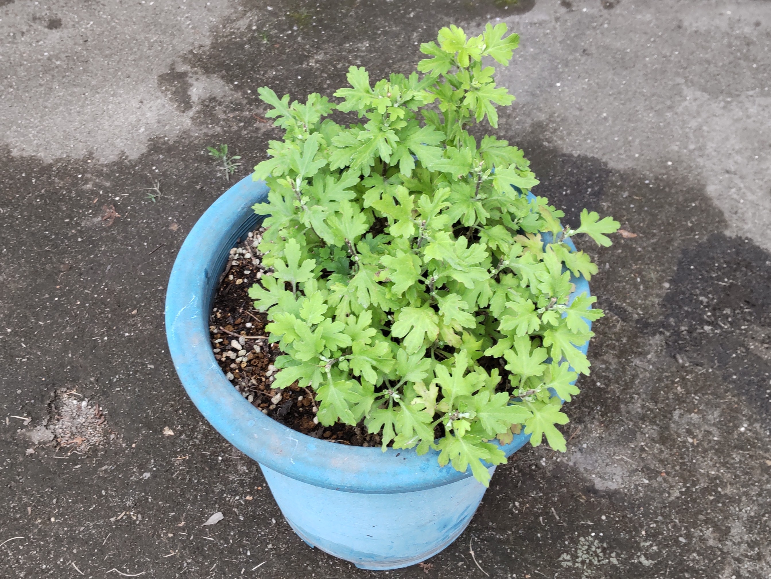 根分けする前の親株