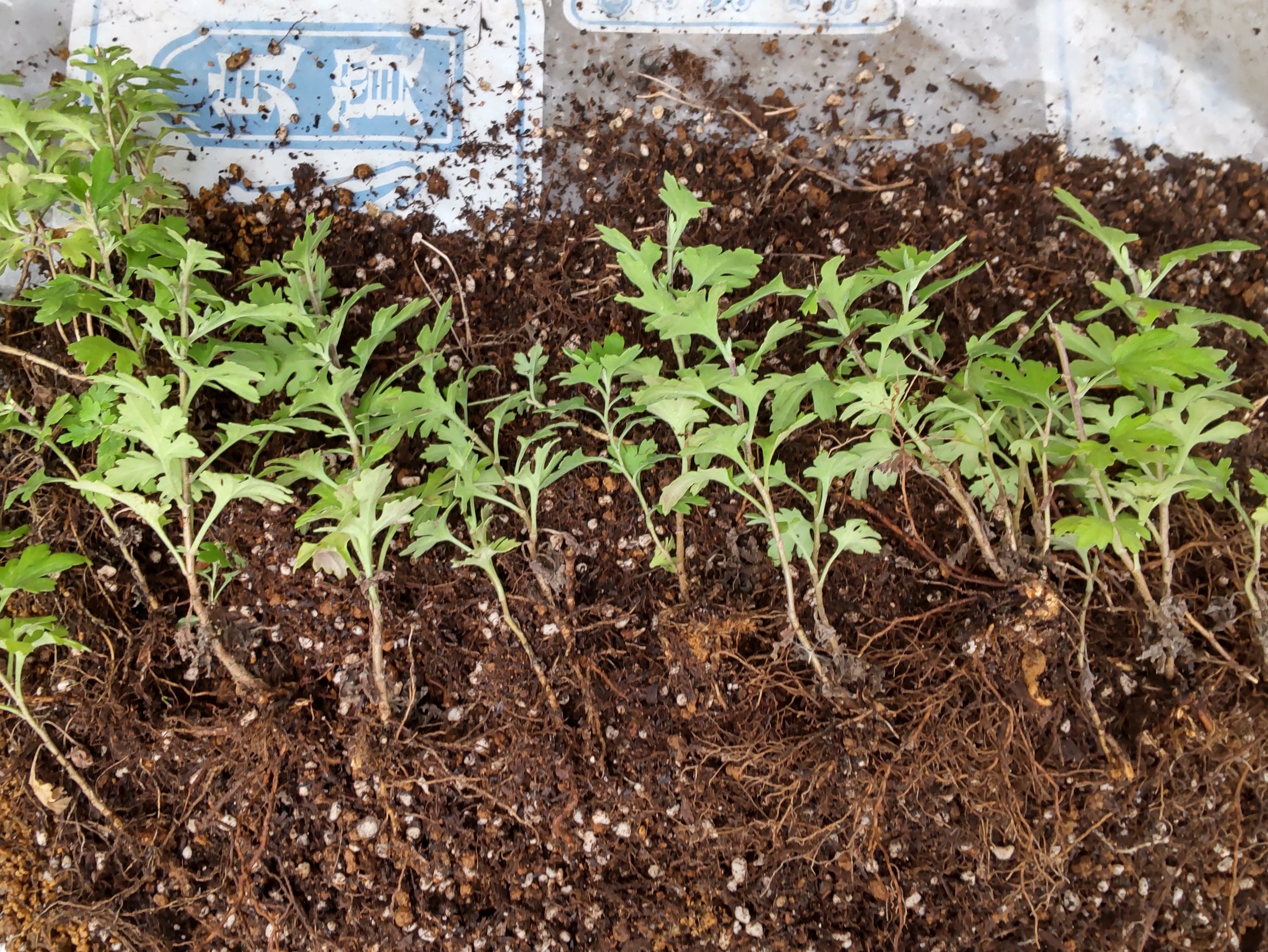 株を大雑把に分けた状態