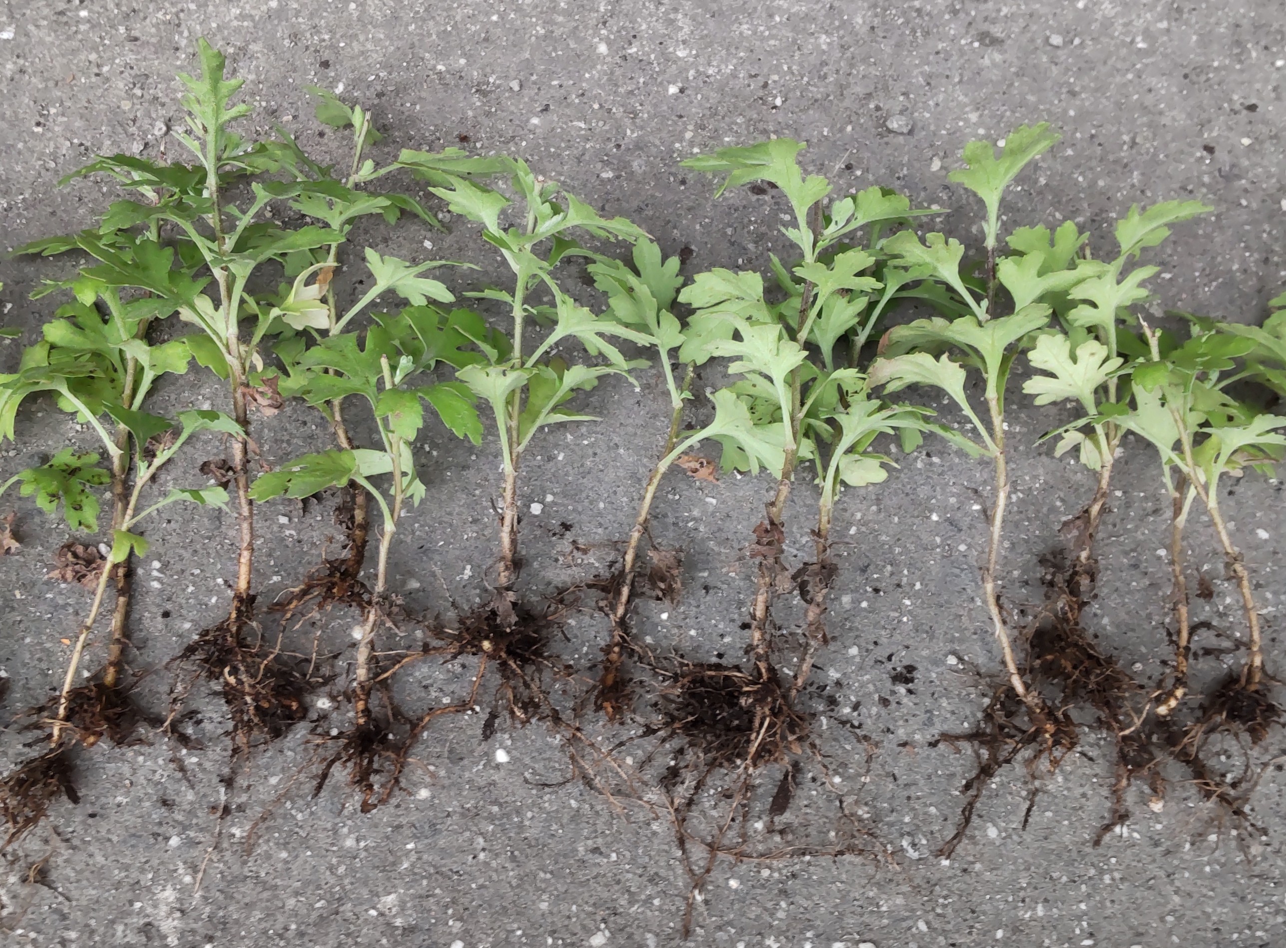 株を1本ずつに分けた状態