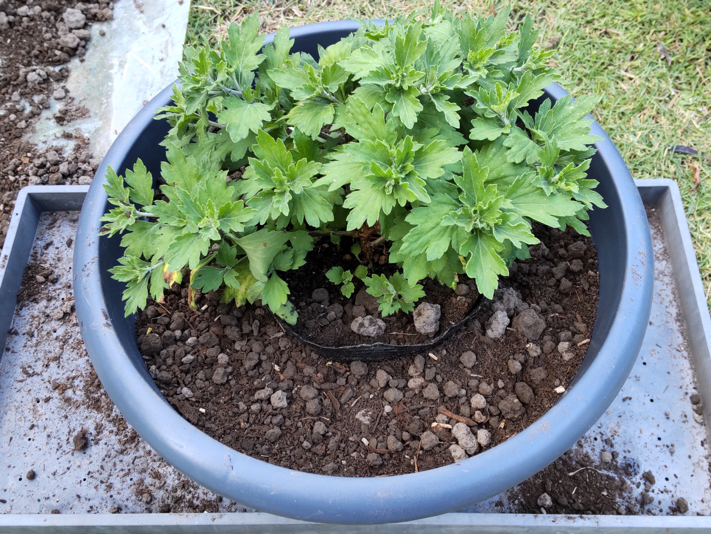 小鉢と大鉢の間に土を入れた様子