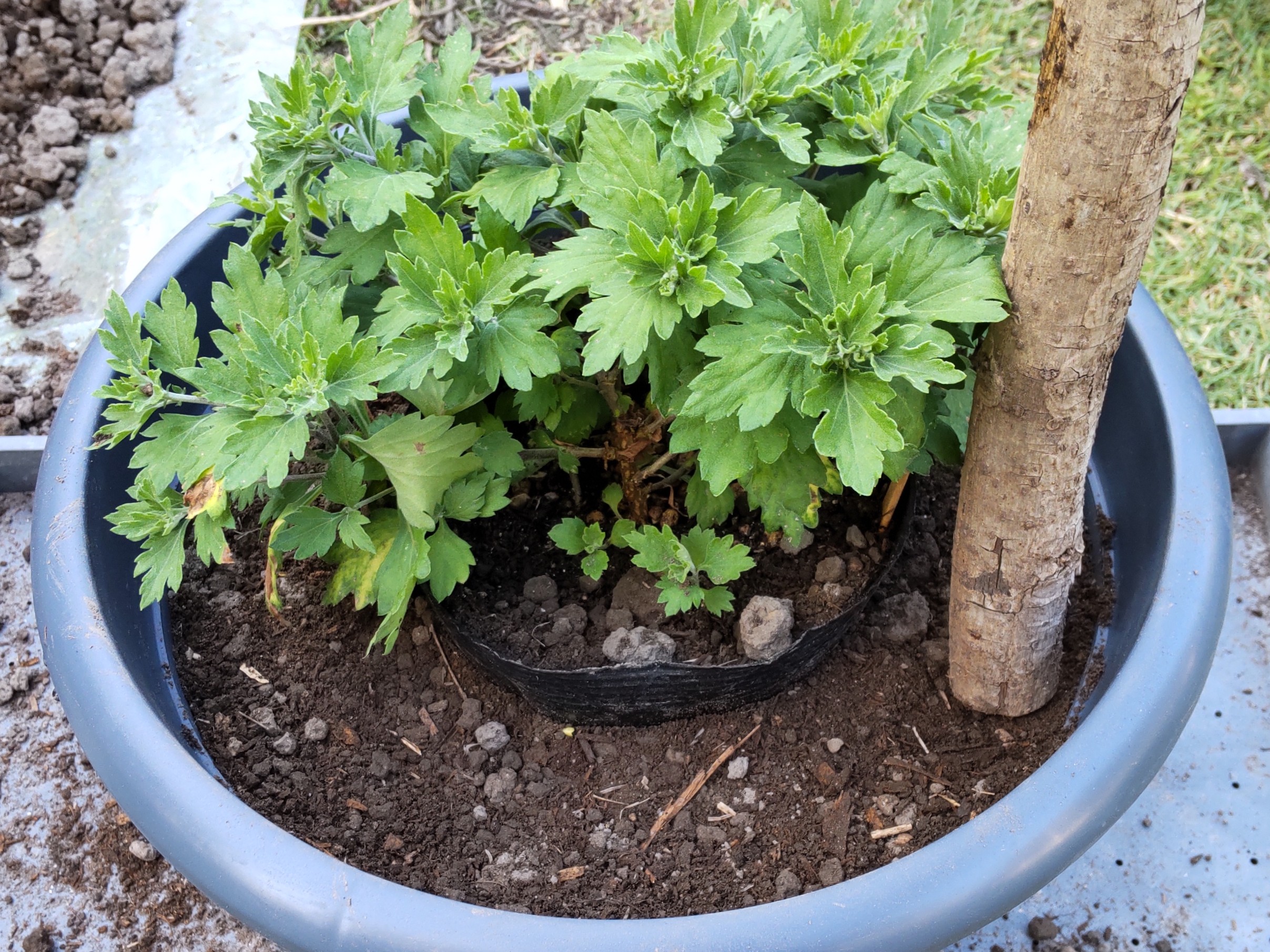 小鉢と大鉢の間の土を突き固めている様子