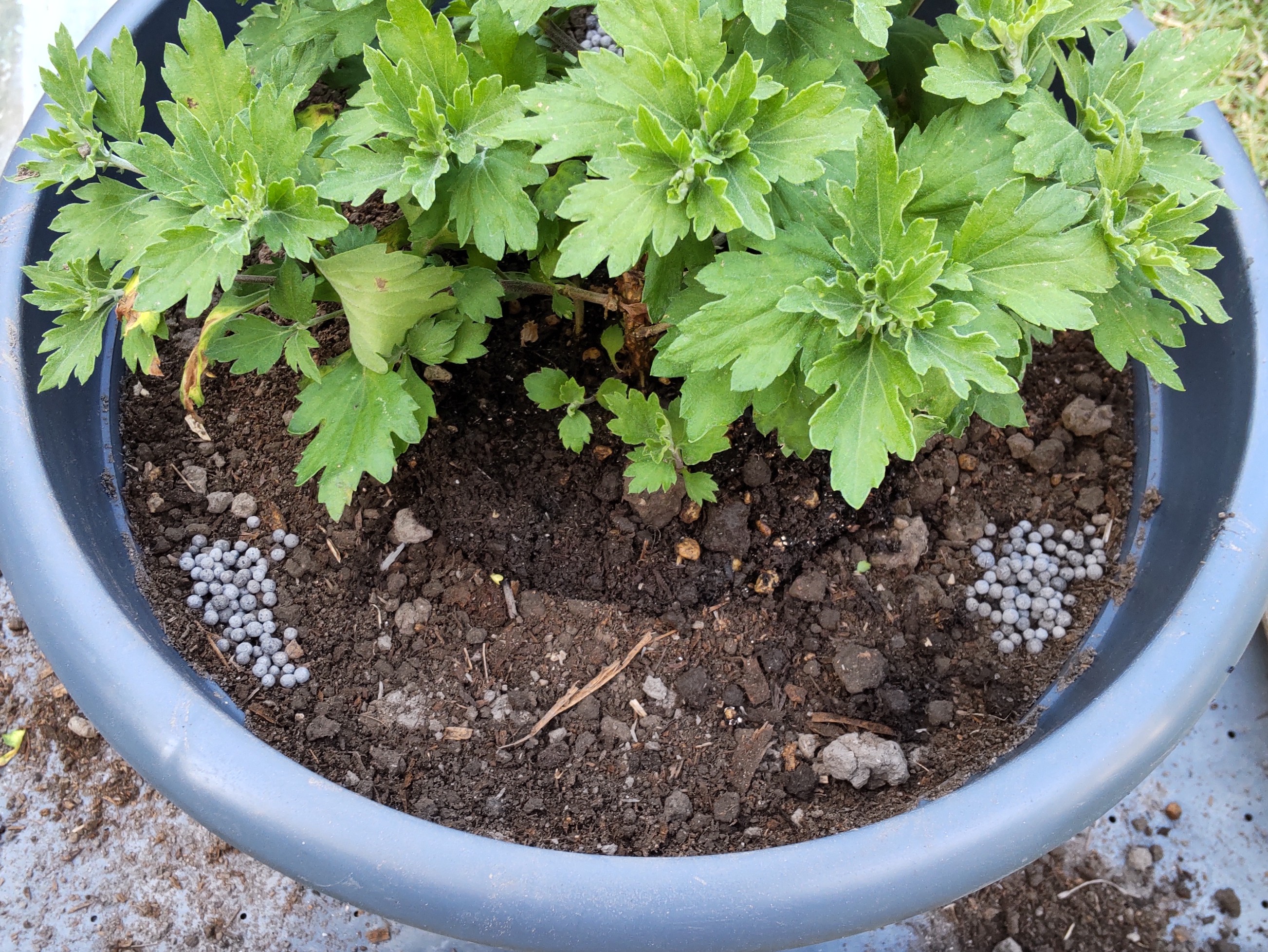 肥料を置いた様子