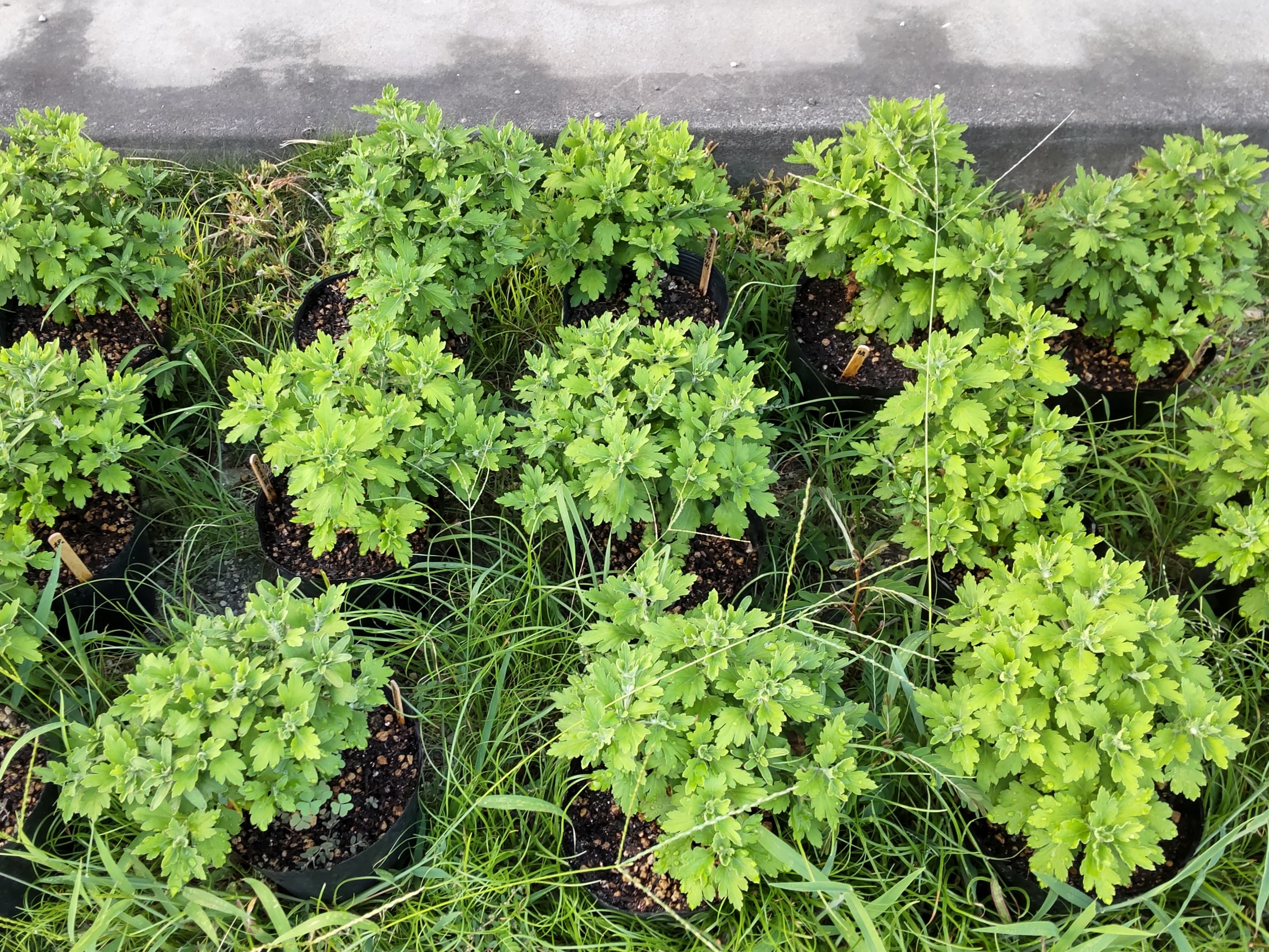 大鉢上げする日の状態