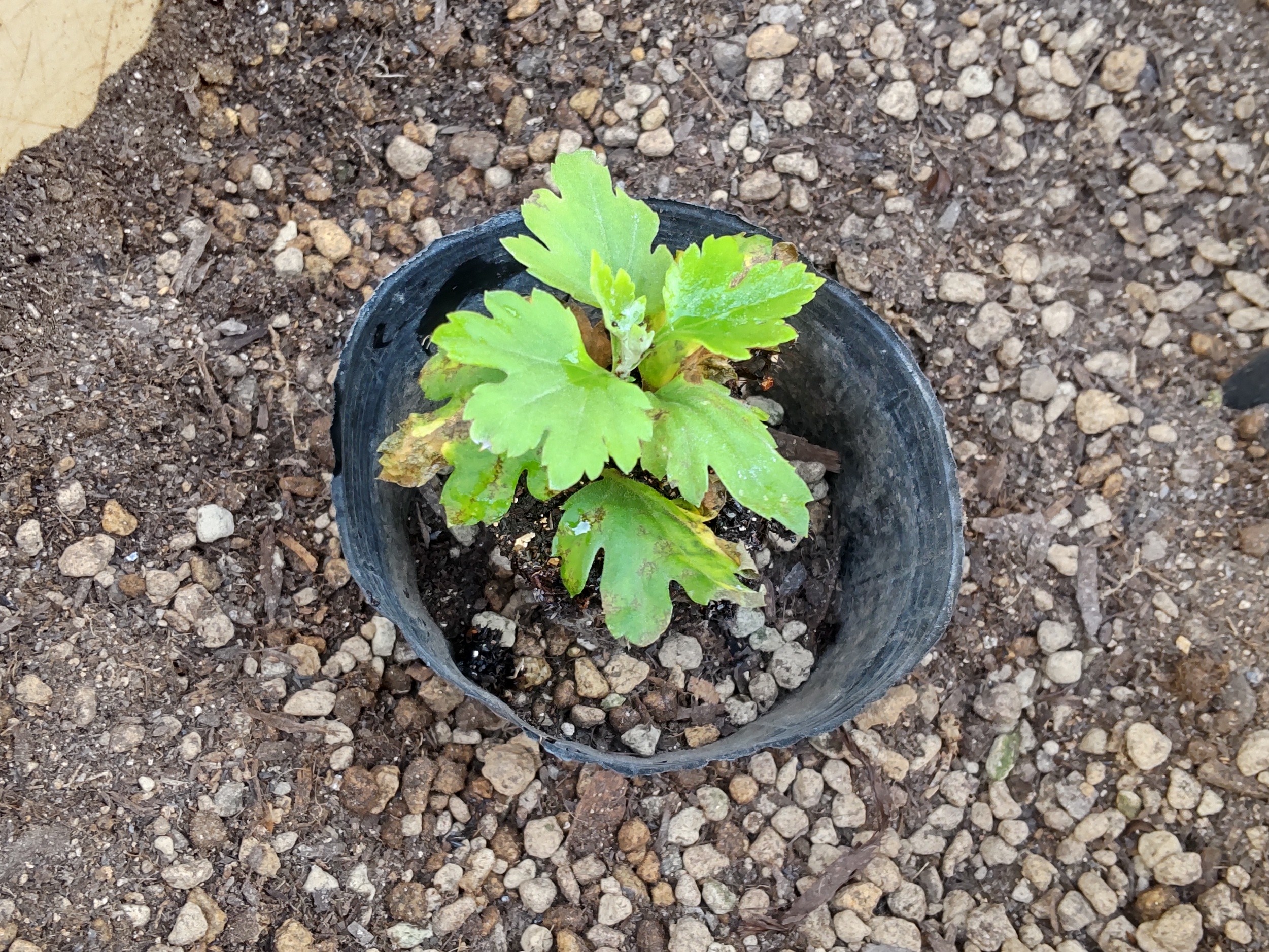 ポリポットの土の上に置いた挿し芽