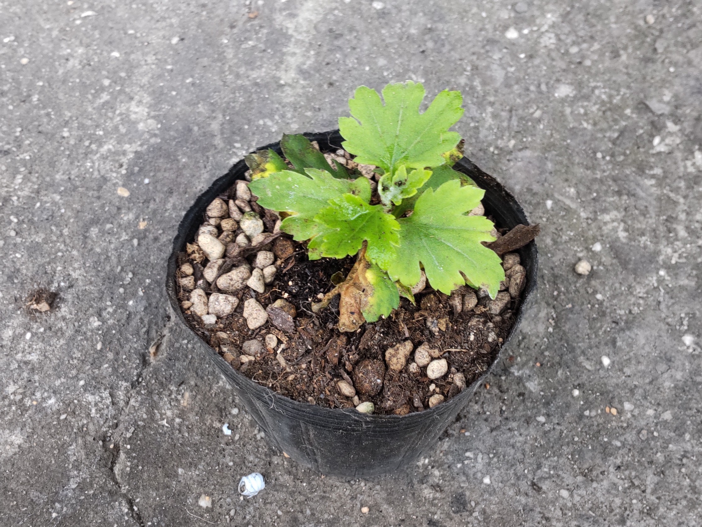 ポット上げした苗