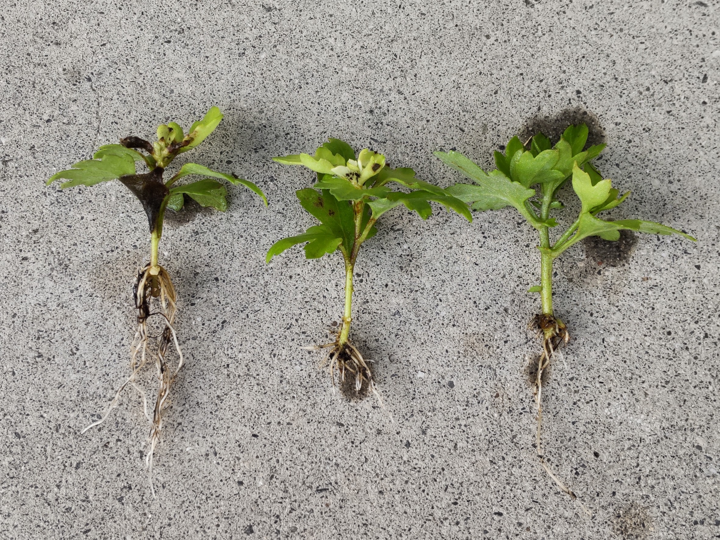 根の伸びが悪かった挿し芽