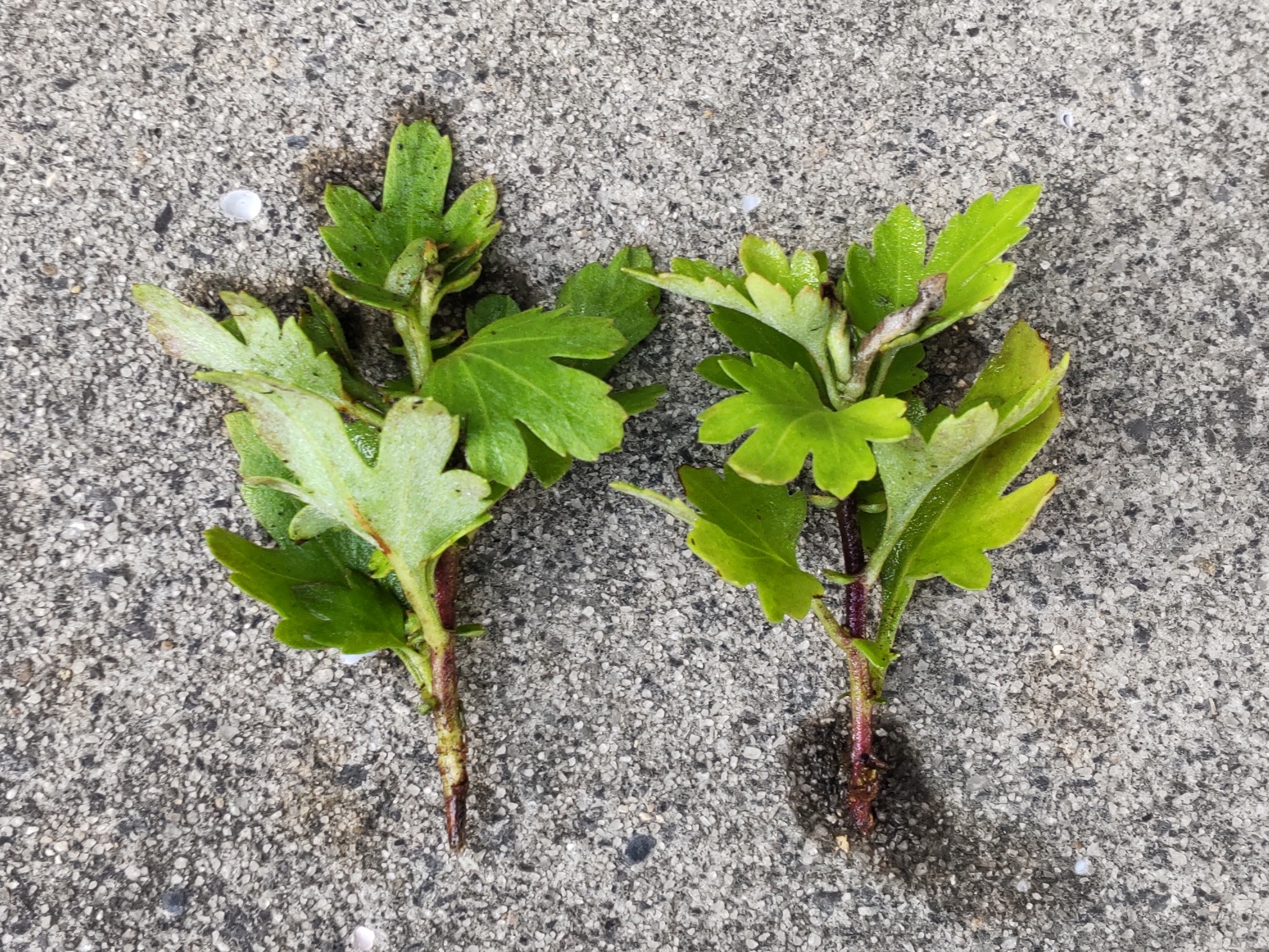 発根しなかった挿し芽