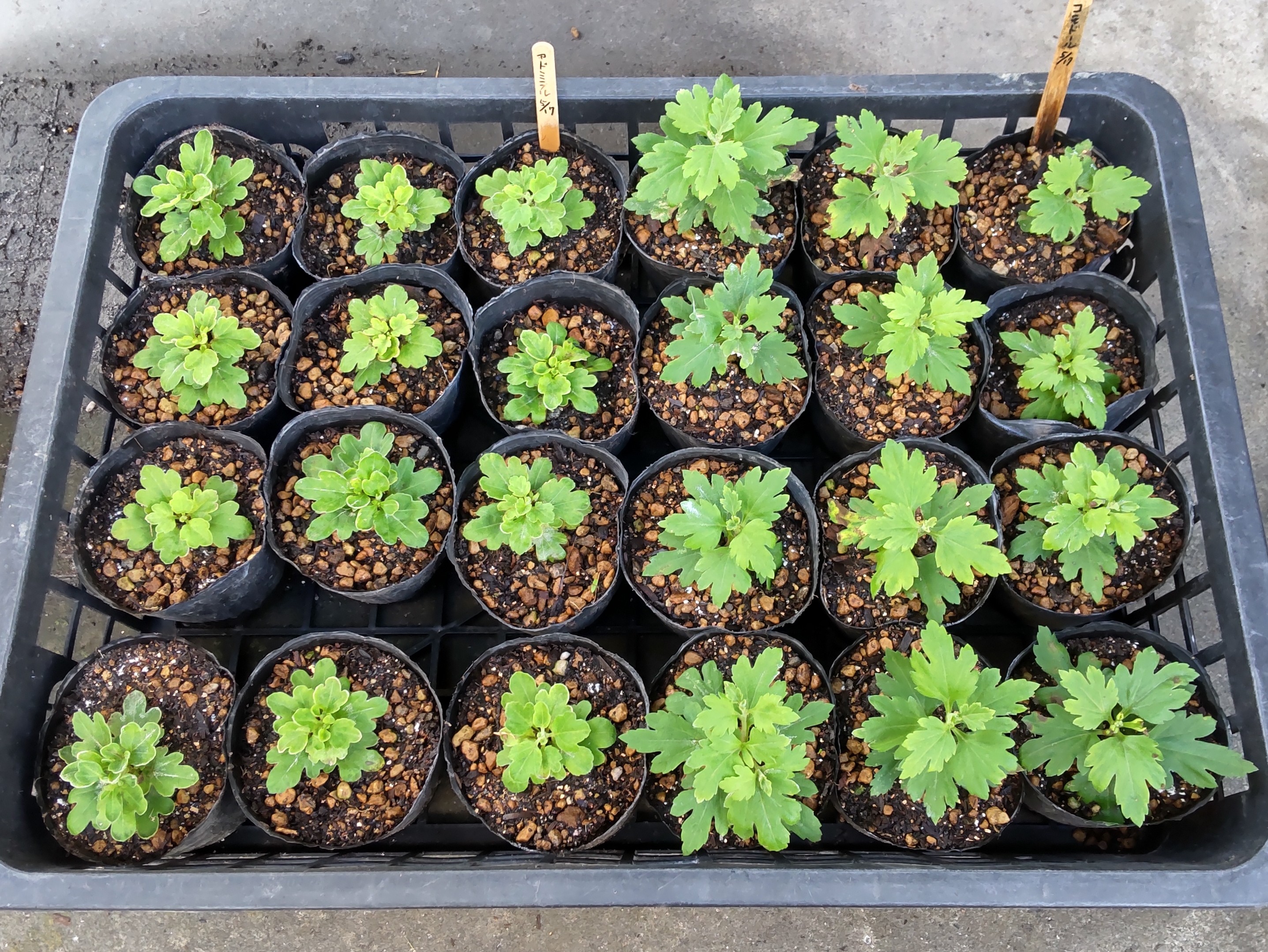 ポット上げ後にカゴトレーに入れた苗