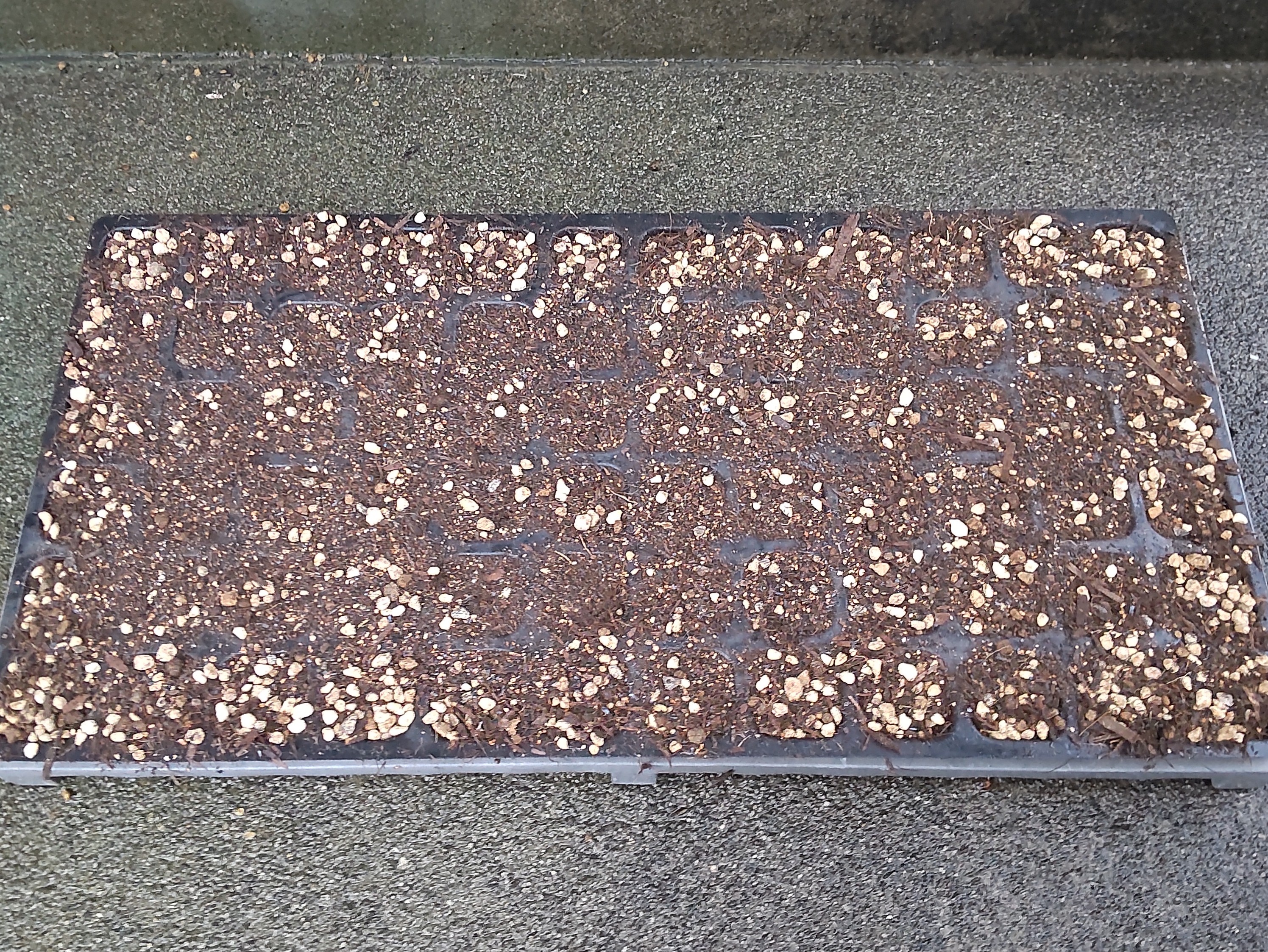 セルトレイに土を入れた様子