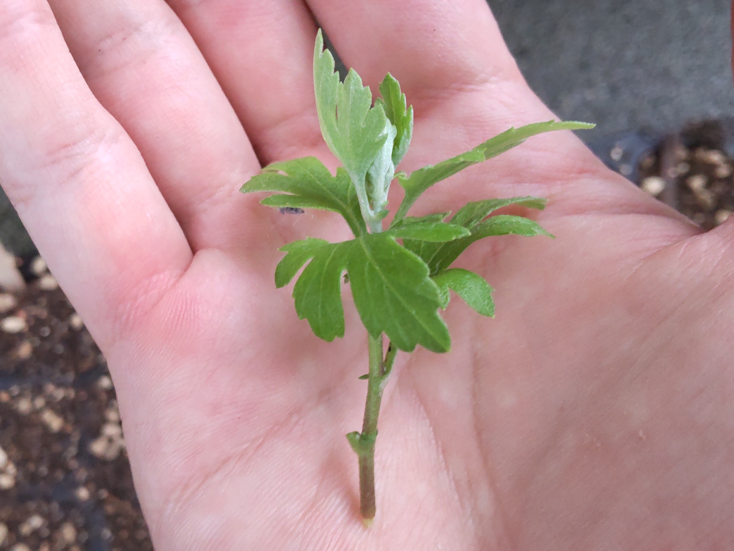 挿し穂の葉をむしり取った状態