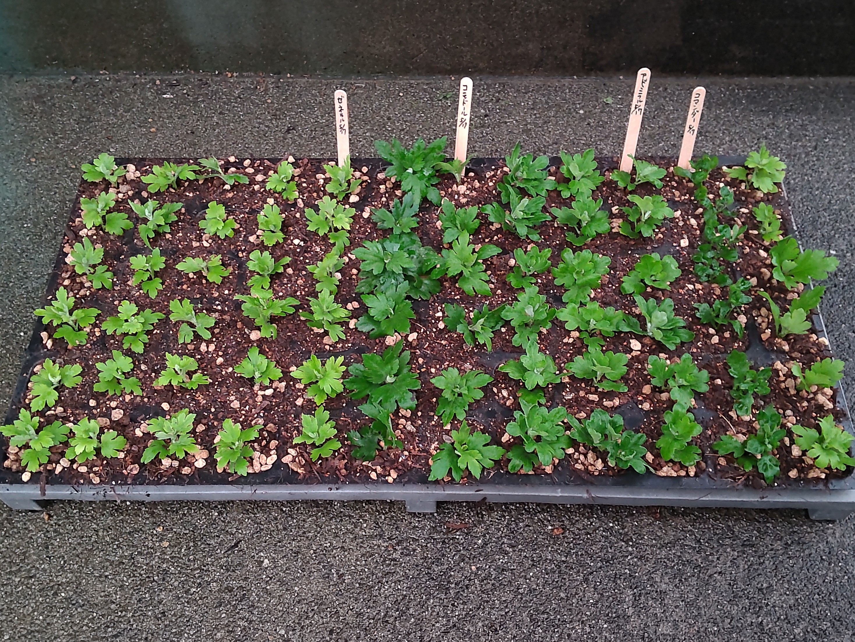 挿し芽した直後の挿し芽