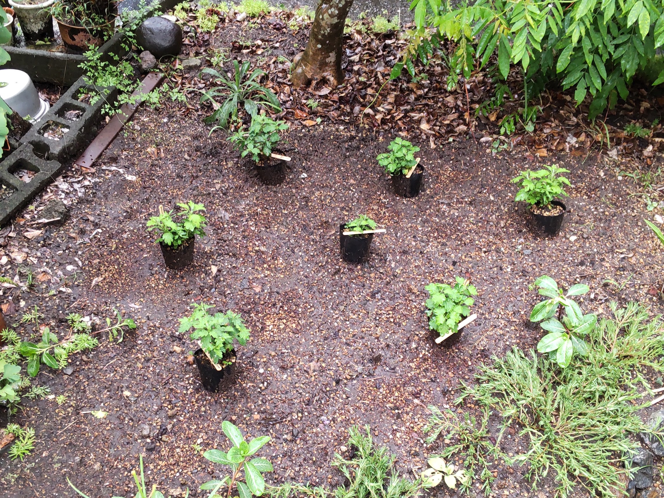 花壇に苗を仮置きした様子