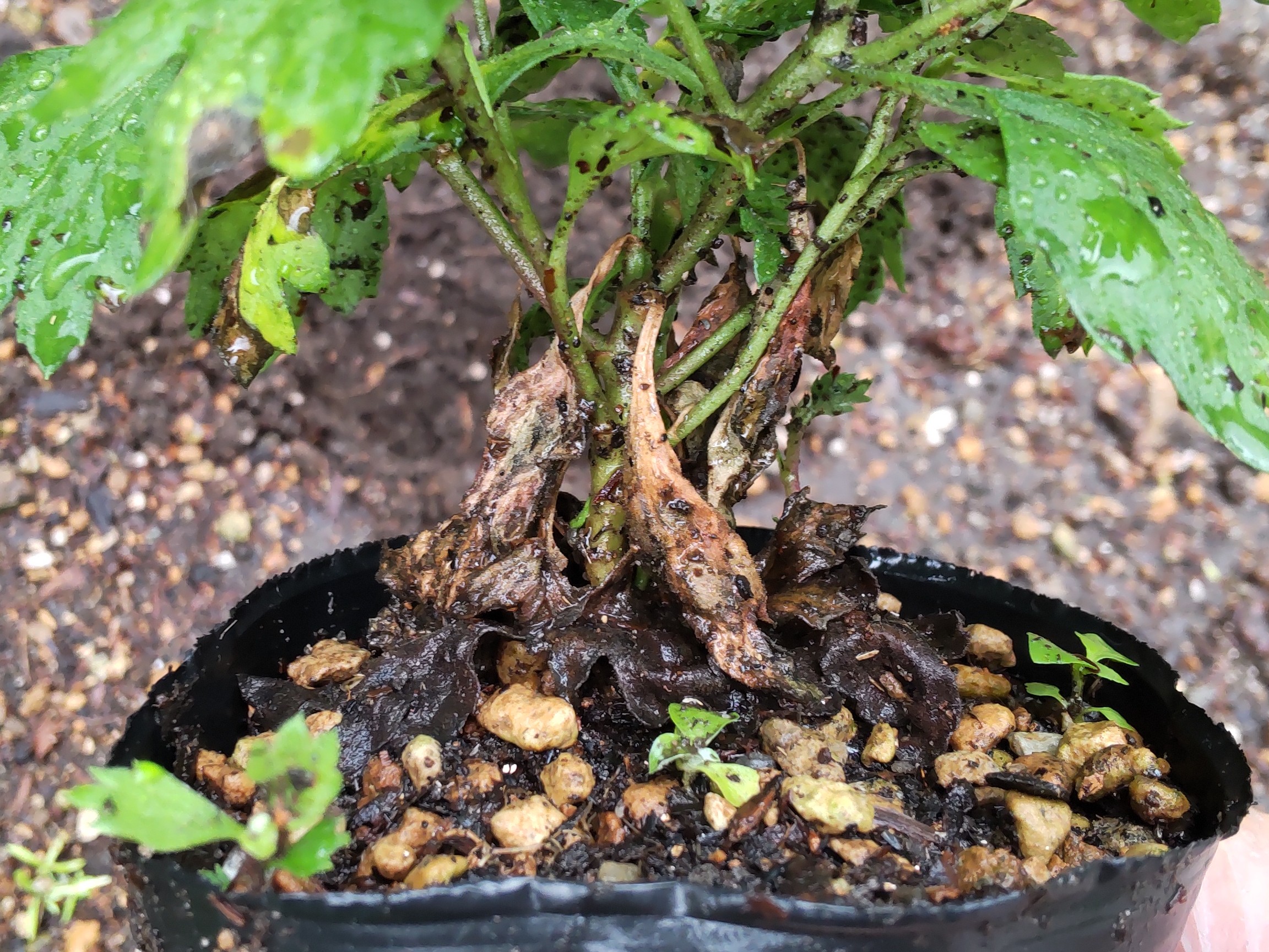 下の方に付いている枯れている葉や黄色くなっている葉