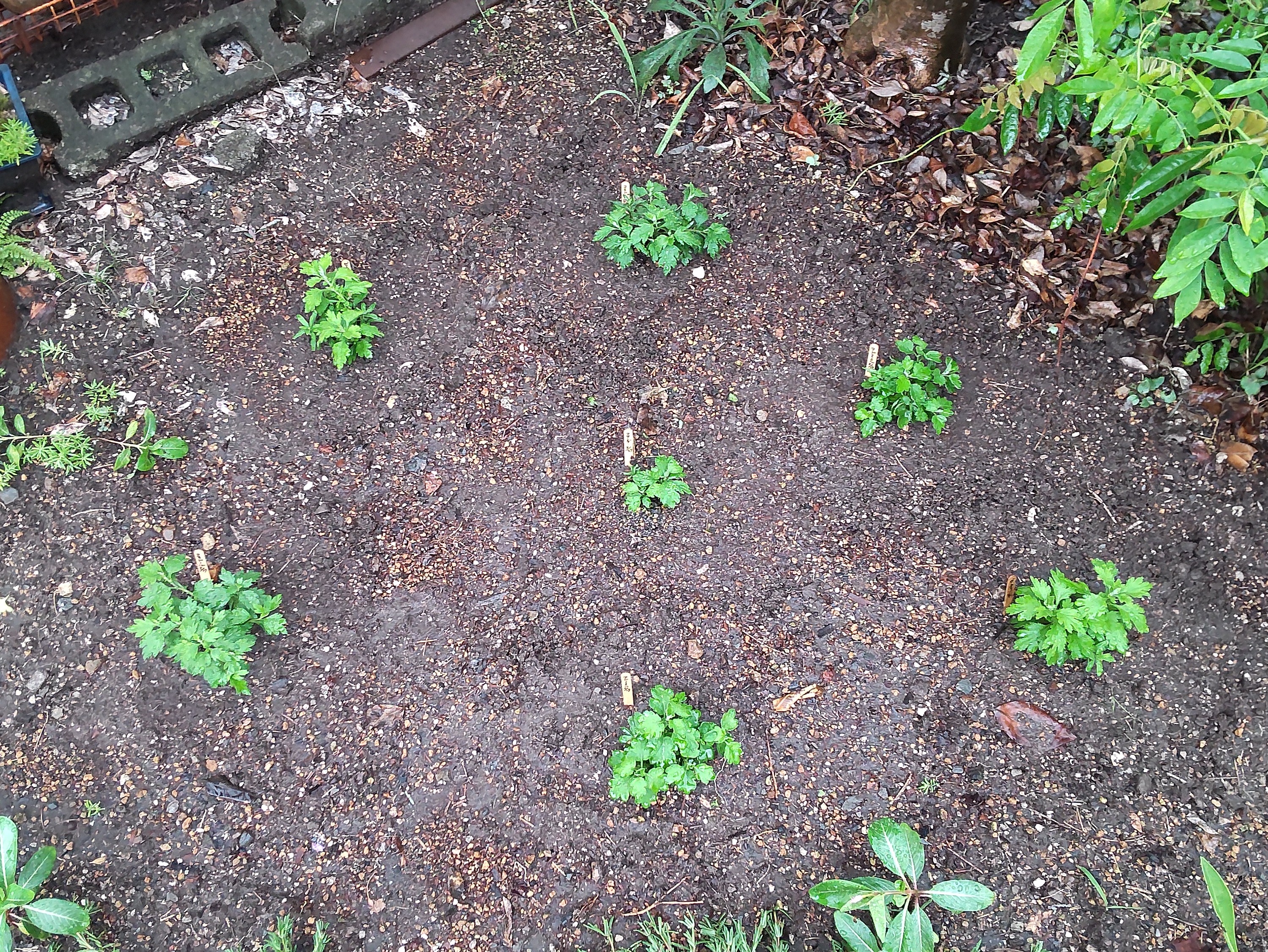 植え終わった苗