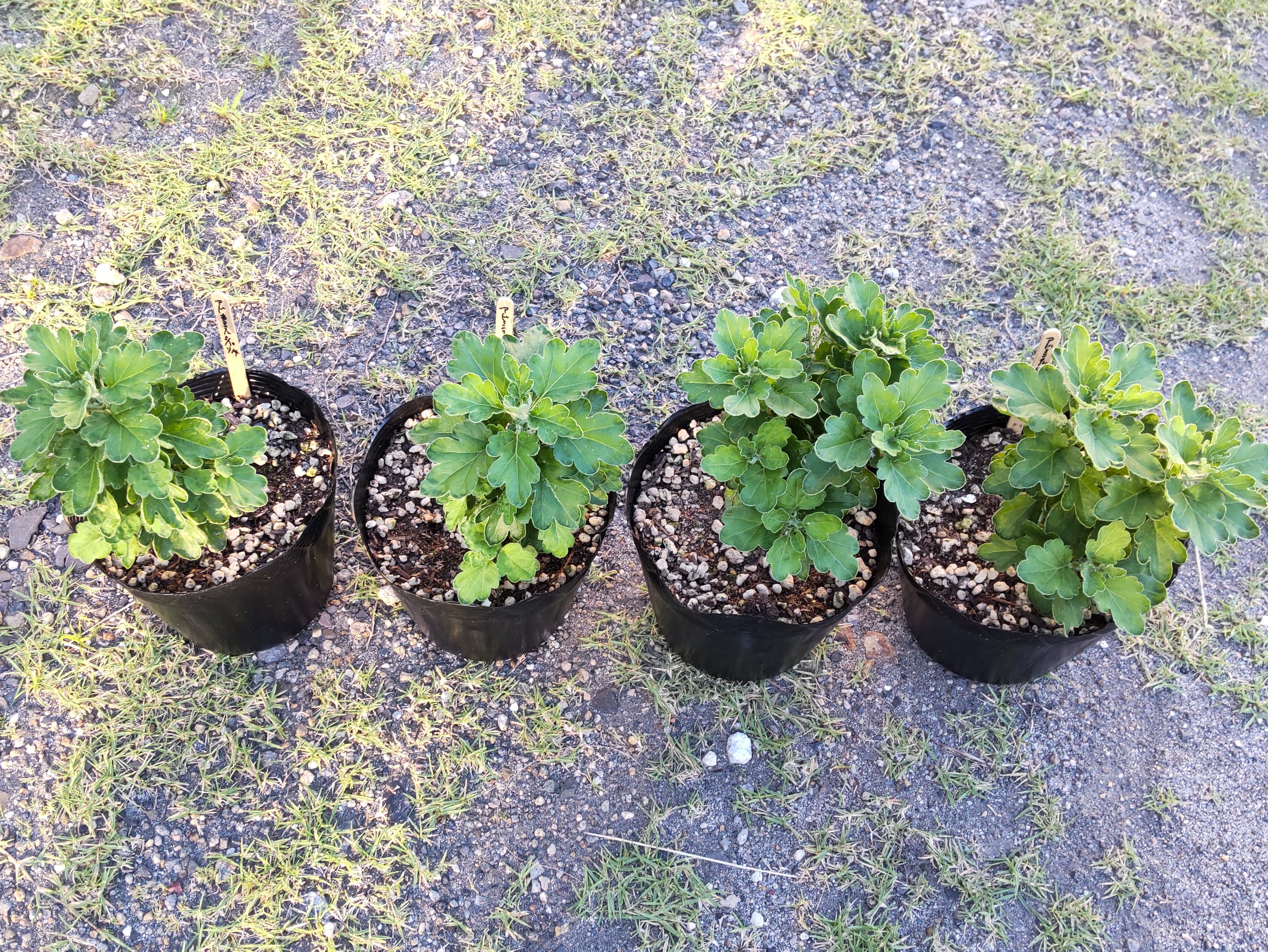 あまり分枝していない株とよく分枝している株