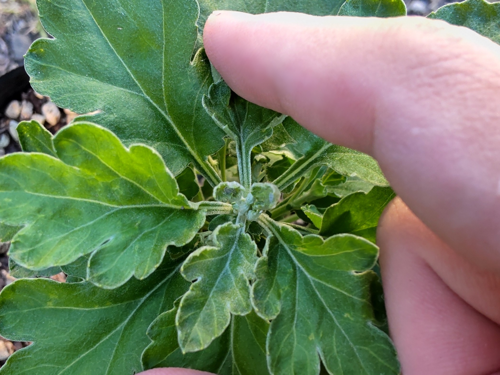 摘心前の主茎の先