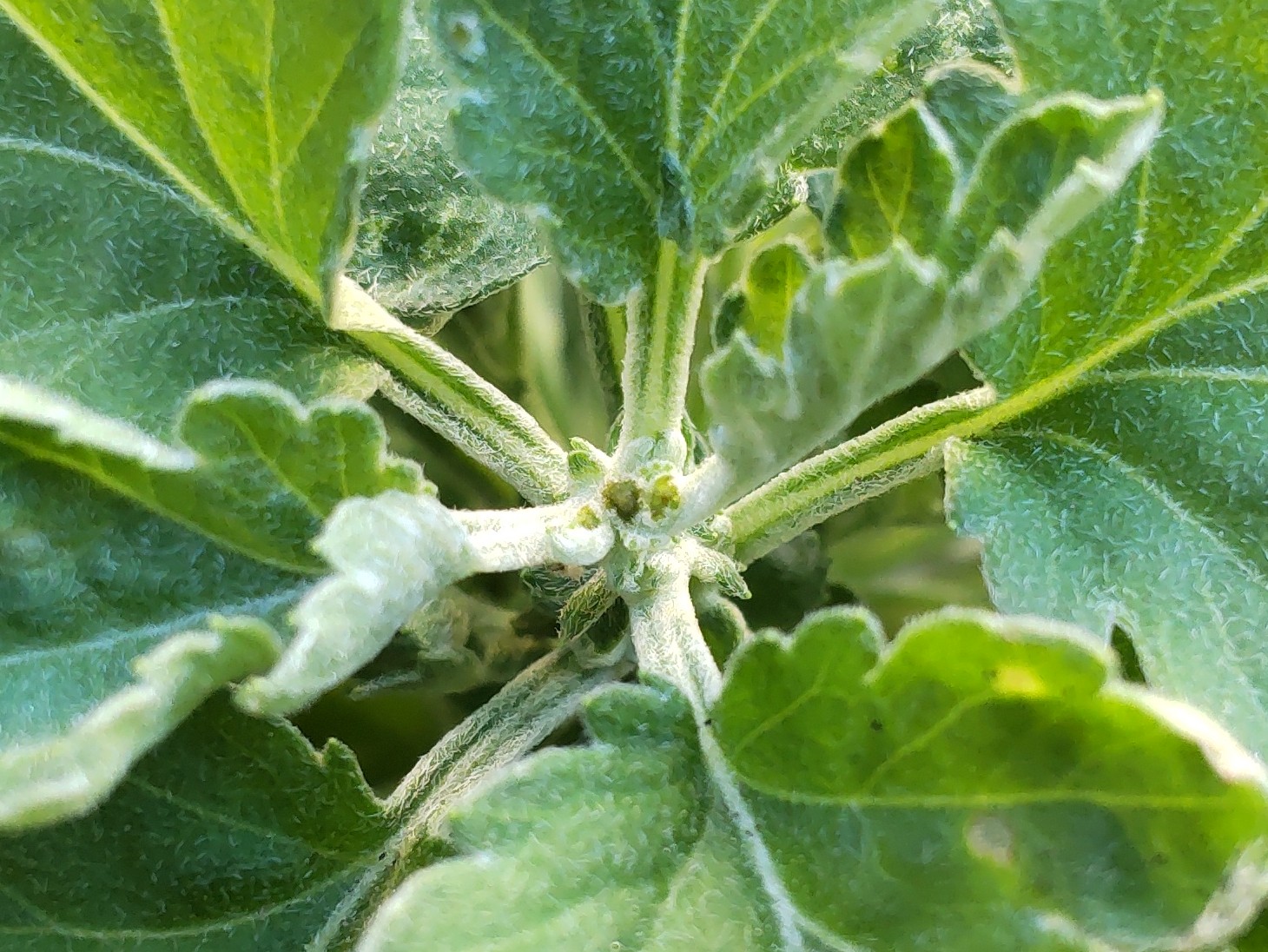 摘心後の主茎の先