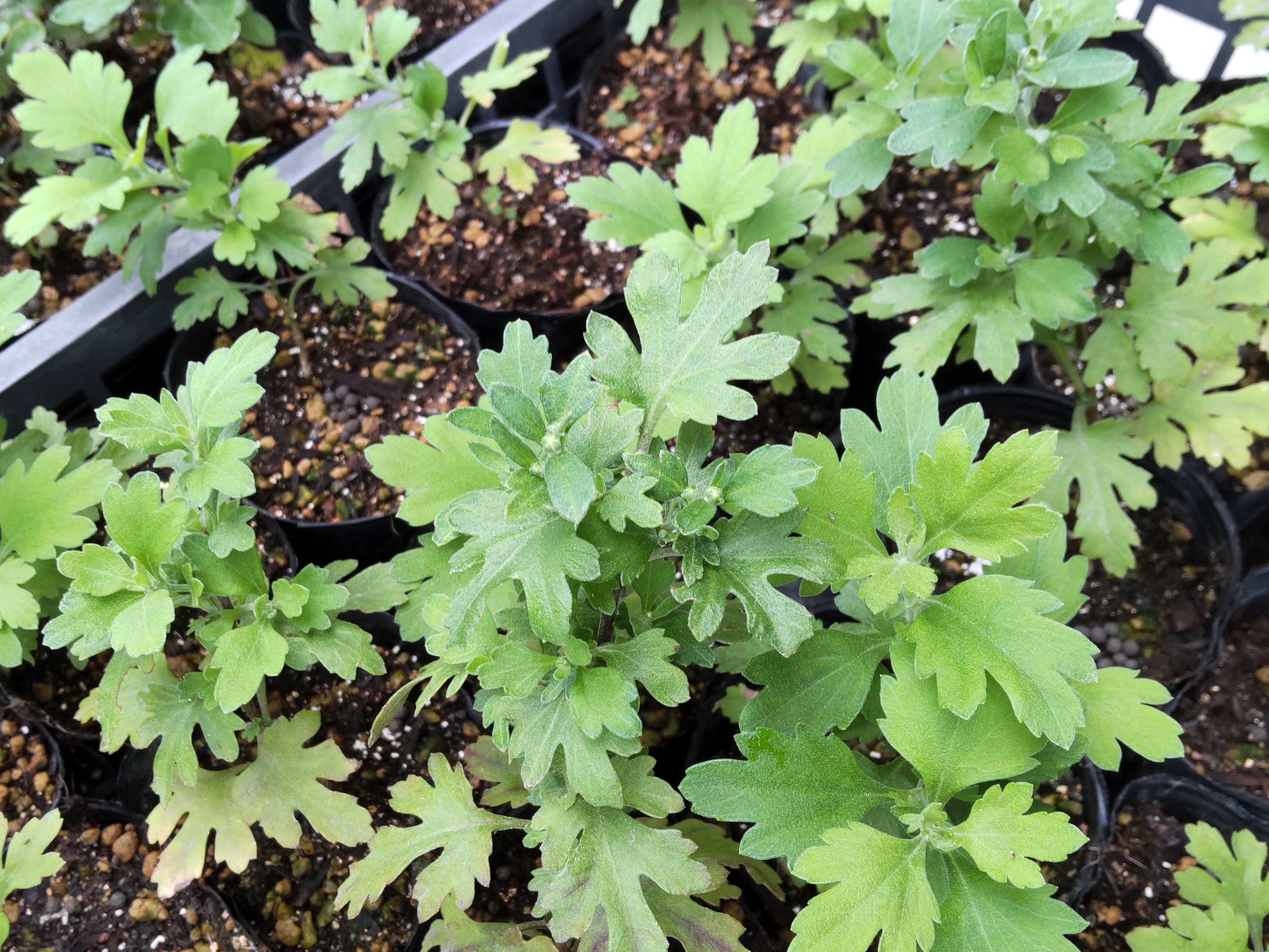 つぼみができたポット苗