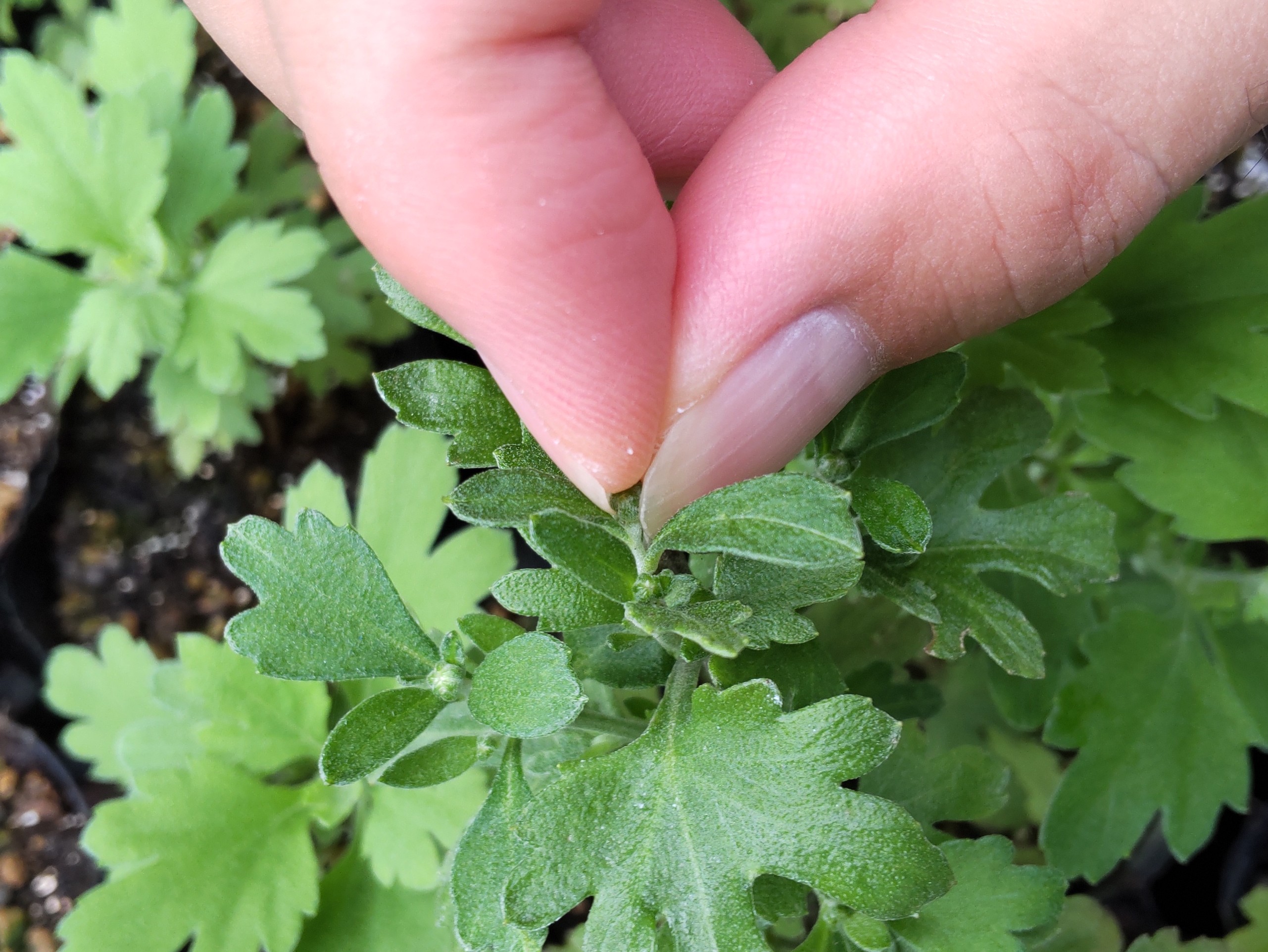つぼみを摘み取っている様子