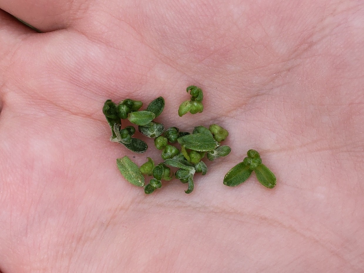 摘み取ったつぼみ