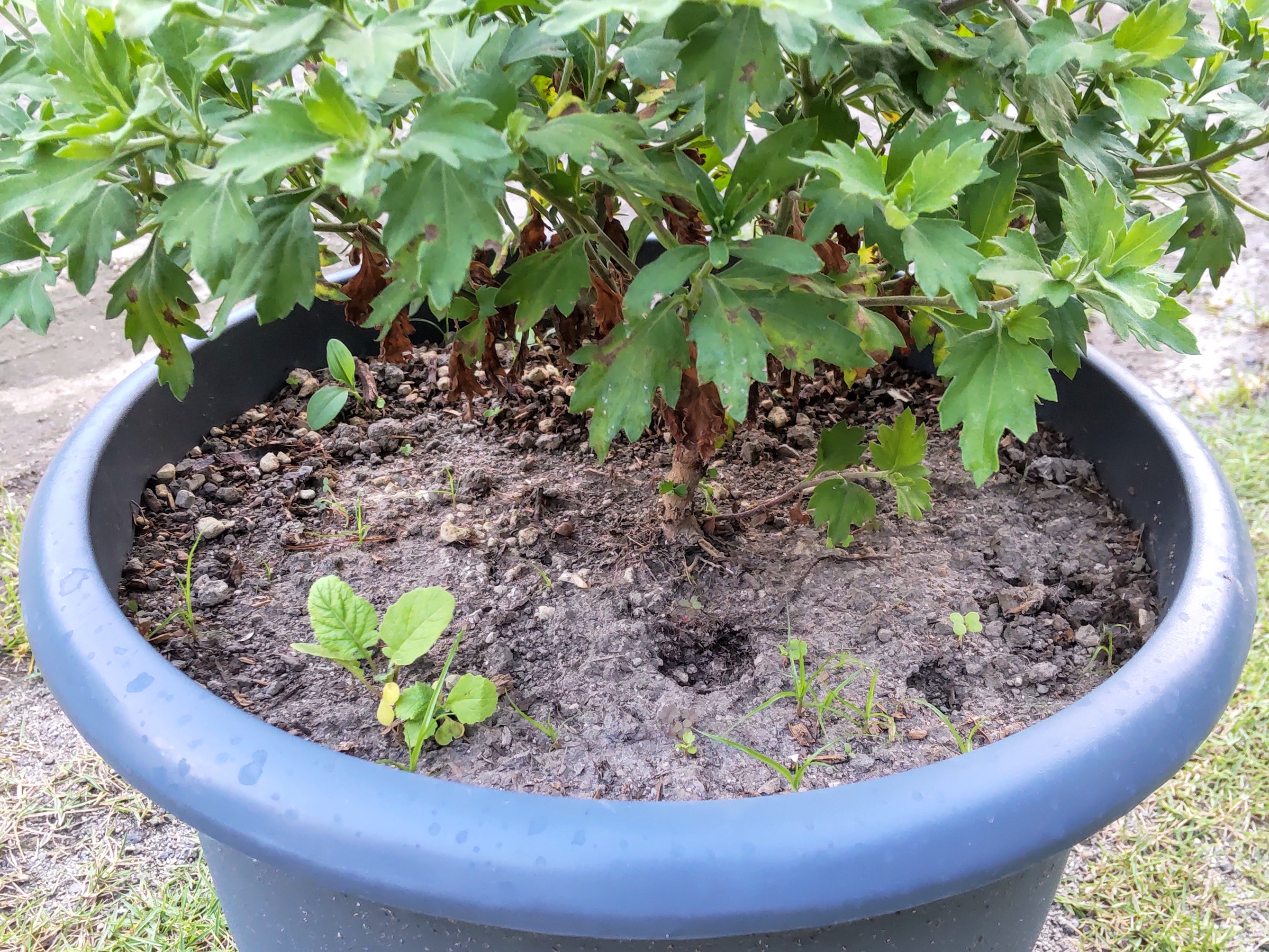 大鉢上げから23日後の状態